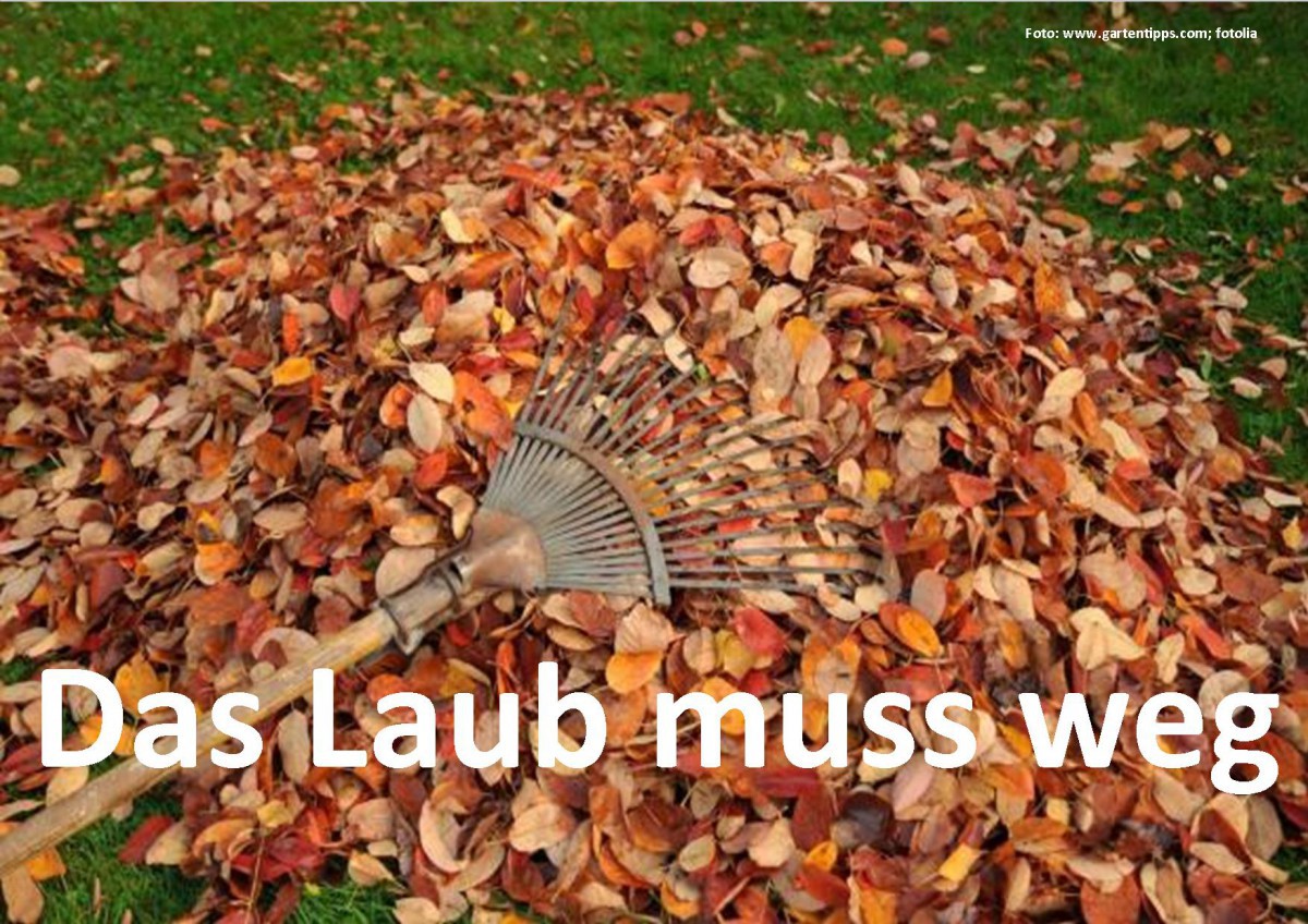 Herbstputz im Klaus-Törpe-Sportpark