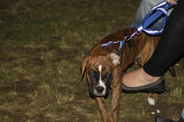 Vereinsfest 09.06.2012